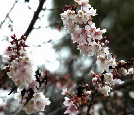 小牧市観光協会 令和２年度小牧山の自然 花や鳥など小牧山の今を発信します