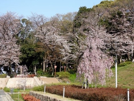 小牧市観光協会 | 令和２年度小牧山の自然～花や鳥など小牧山の今を