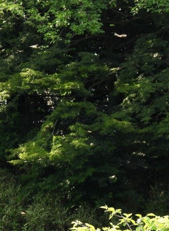 画像70-7.jpg